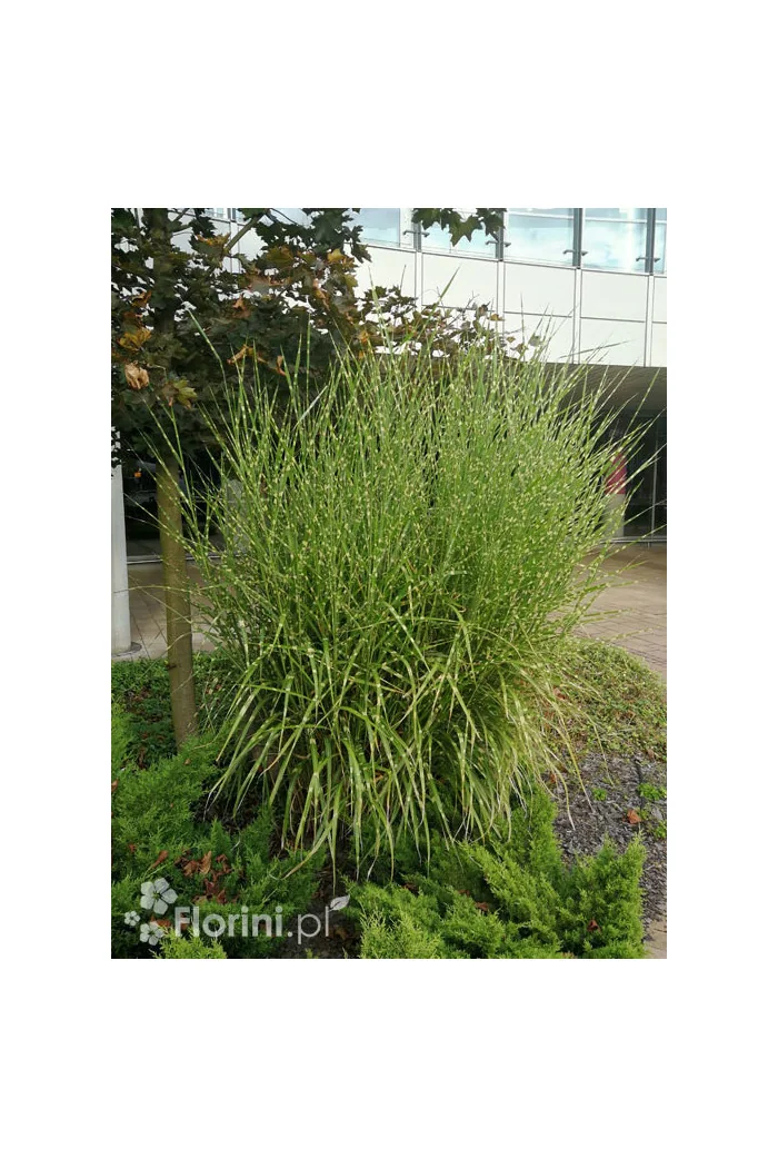 Miskant chiński 'Giganteus' | Miscanthus sinensis-copy