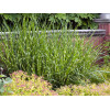 Miskant chiński 'Giganteus' | Miscanthus sinensis-copy