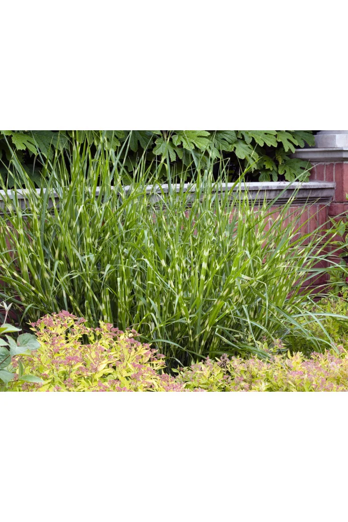 Miskant chiński 'Giganteus' | Miscanthus sinensis-copy