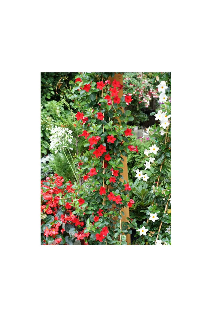 Sundaville 'Red' | Sundaville-copy