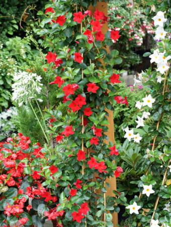 Sundaville 'Red' | Sundaville-copy