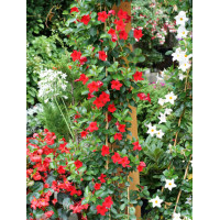 Sundaville 'Red' | Sundaville-copy