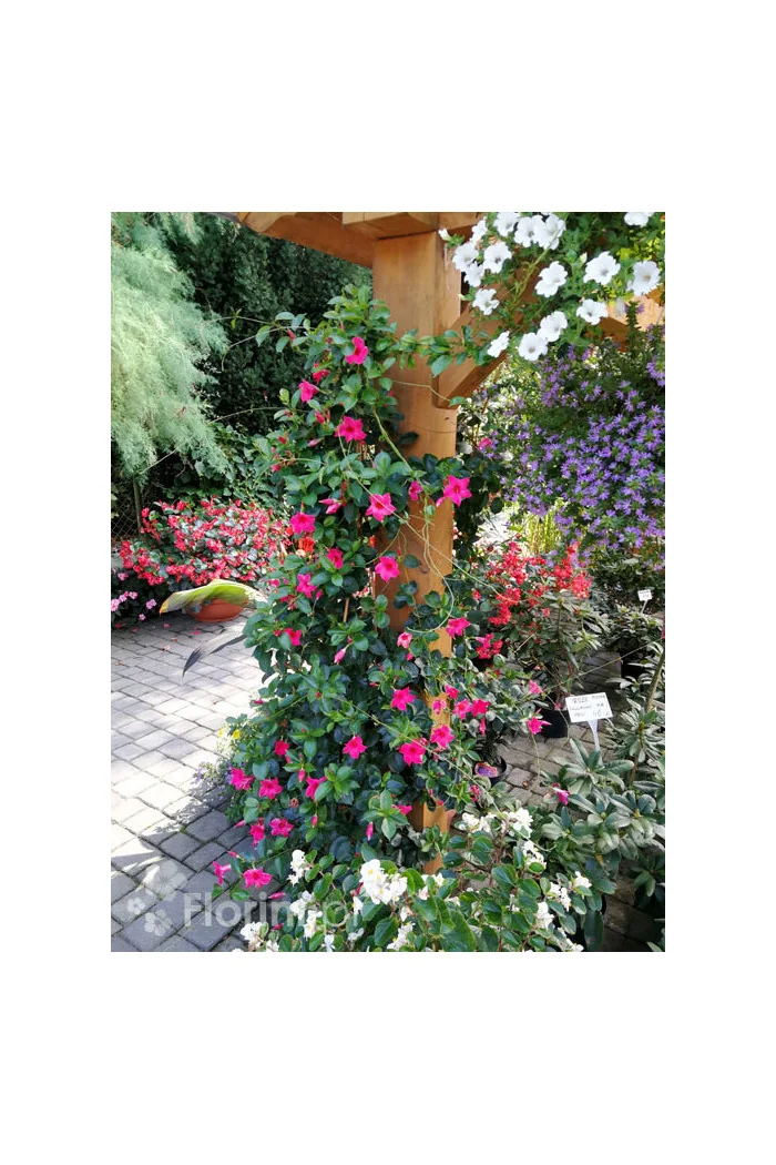 Sundaville 'Red' | Sundaville-copy