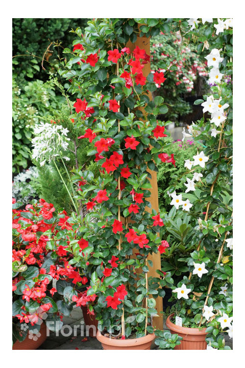 Sundaville 'Red' | Sundaville-copy