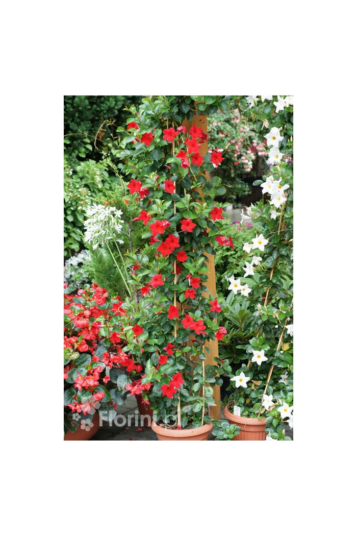 Sundaville 'Red' | Sundaville-copy