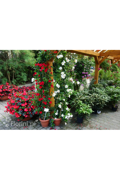 Sundaville 'Red' | Sundaville-copy