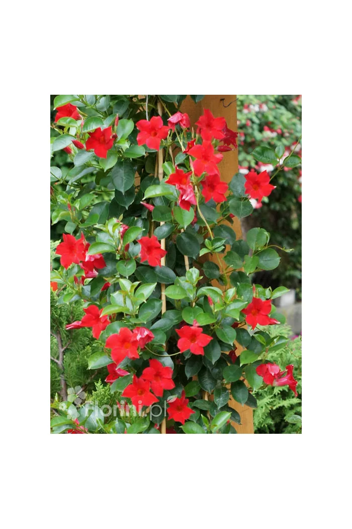 Sundaville 'Red' | Sundaville-copy