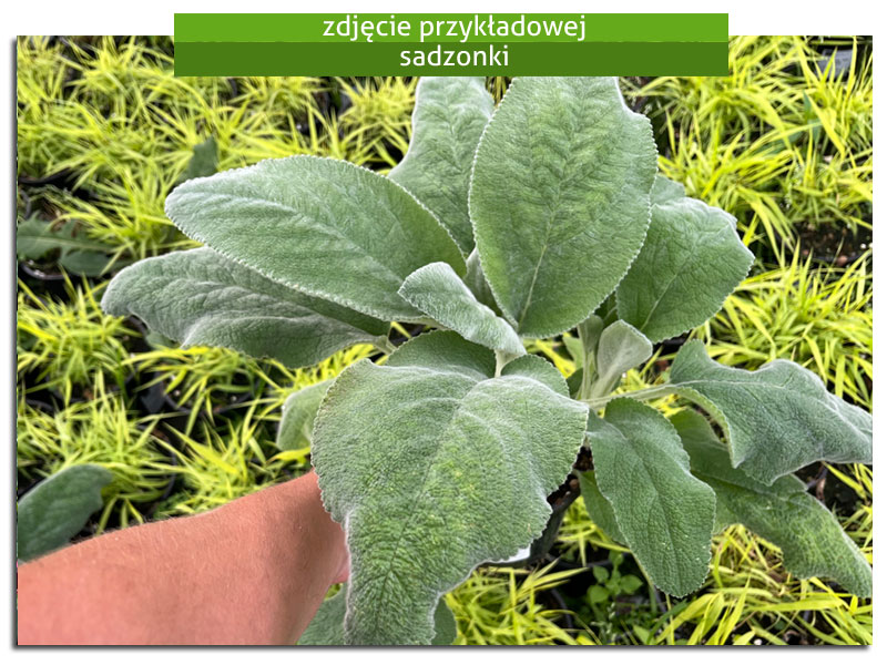 czyściec Helene Von Stein (Big Ears) Stachys byzantina - sadzonka
