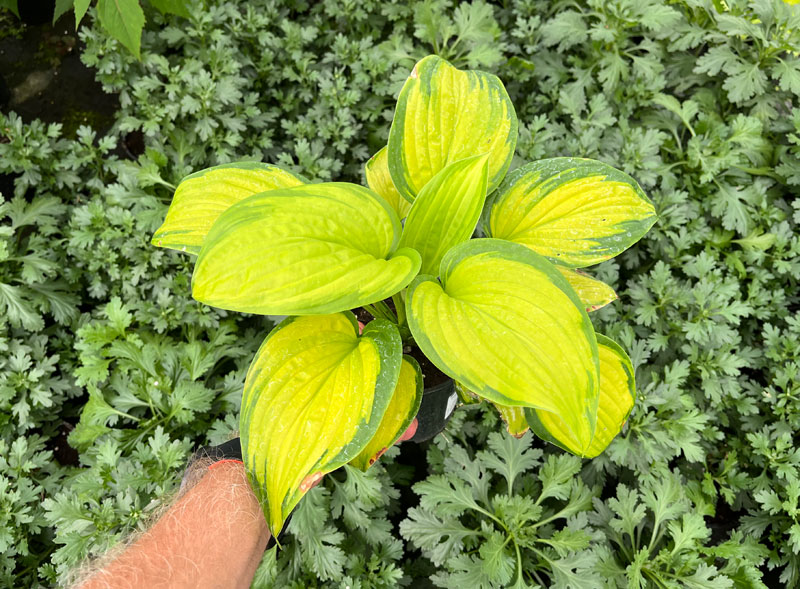 Funkia Stained Glass